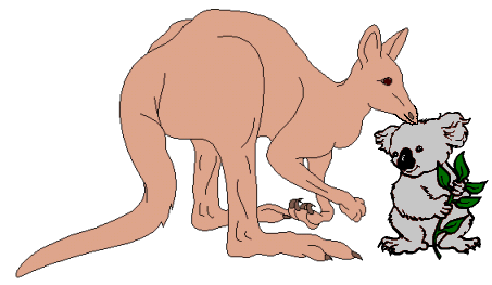 kangaroo img